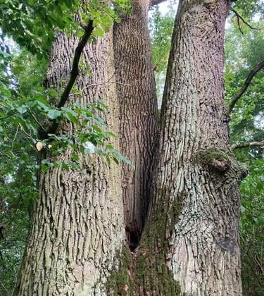 Las Komorowski - 300 letni dąb, pomnik przyrody