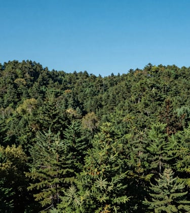 A wide landscape shot of a lush North American forest with clear blue skies, representing environmental preservation and high-quality air, in sharp focus with natural lighting.