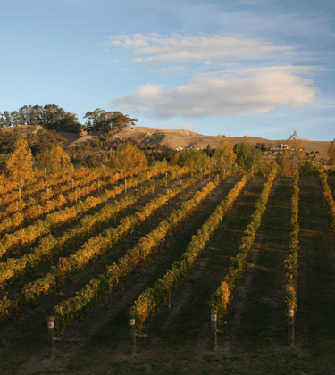 A vineyard in the Hawke's Bay region of New Zealand, taken in autumn.