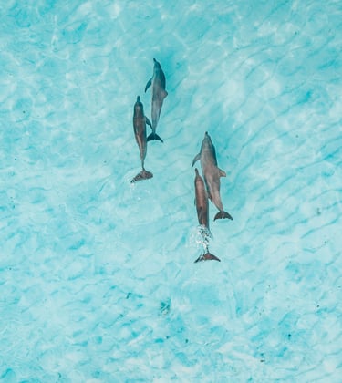 groupe de dauphins dans eau turquoise 