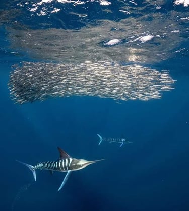 Open ocean safari tour