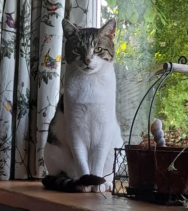 Wilbur looking majestic by the window