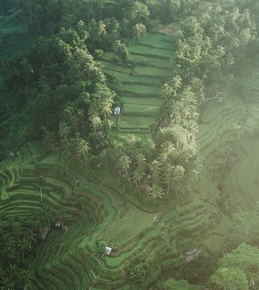 Greenlayeredfieldsonahill