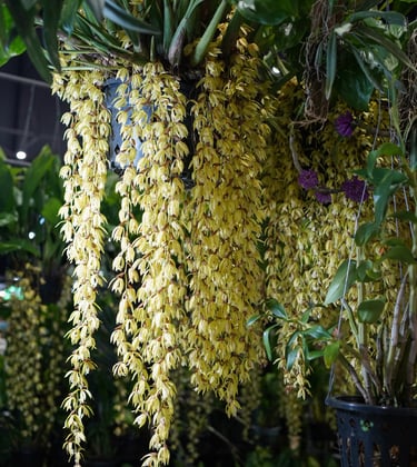 yellowhangingflowersoncoelogyneorchids
