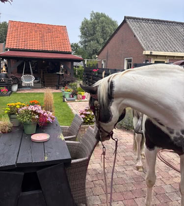 een paard zonder ruiter in de achtertuin bij een tafel