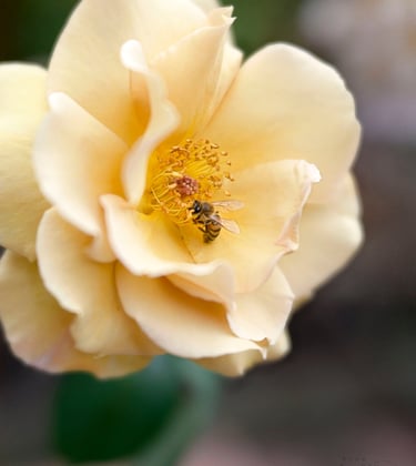 Butterscotch, Large-Flowered Climber. 
