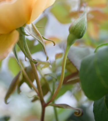 Butterscotch, Climbing Rose USA, before 1985