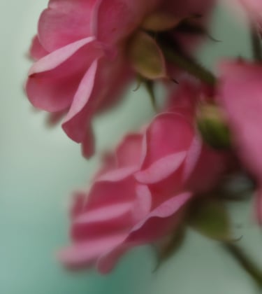 The Fairy - Polyantha 1932, UK