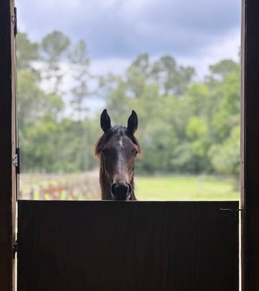 Young Arabian filly looking over a barn door at the camera.