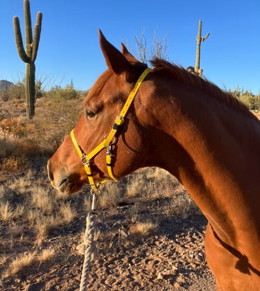 A photo of a beautiful chestnut Arabian looking into the distance.