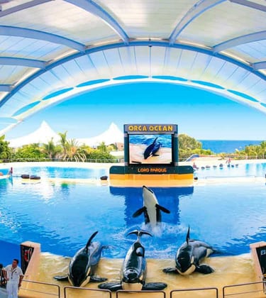 a group of dolphins in a large open air show