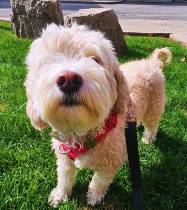 private dog walk on leash in riverside