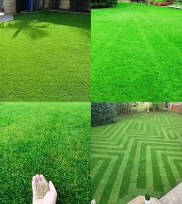 lawn grass suppliers in Hyderabad