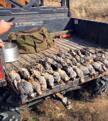 A successful harvest of Texas Panhandle Quail laid out in a row after an upland bird hunt.
