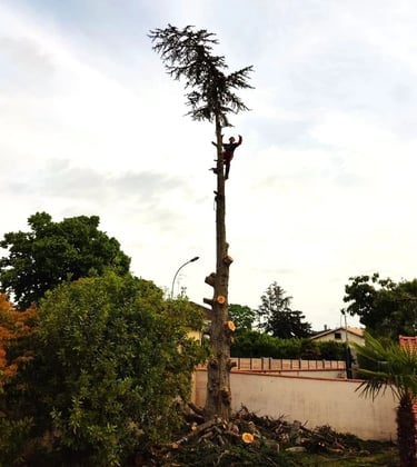 Guillaume Gillin en haut d'un arbre, après l'avoir démonté