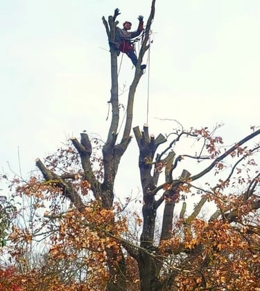 Un arbre élagué