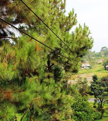 Flying Fox at GRIYA SAWAH LEGA - VILLA BUNGALOW RESORT