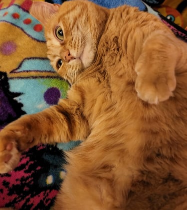 Ensure Pet Care, Responsible cat sitter in Silver Spring, MD