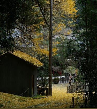 chemin menant à une clairière  , comme une invitation à  exploration de soi