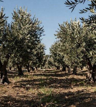 A peaceful walk through an ancient Southern European olive grove. The sunlight filters through the silvery leaves, light blue sky above, soft shadows of charcoal on the ground. Professional nature photography.