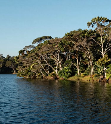 Photography of a peaceful lakeshore with clear blue water and native Brazilian trees, illustrating the natural beauty surrounding the Vista do Lago development.