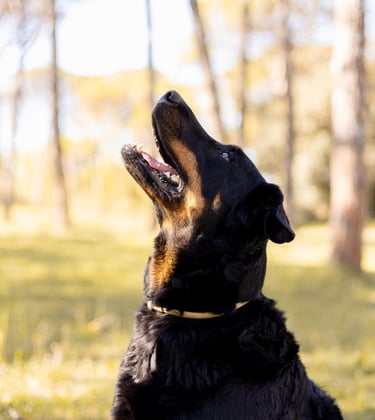 Sessió de fotos de mascotes a Girona amb un gos en un entorn natural exterior