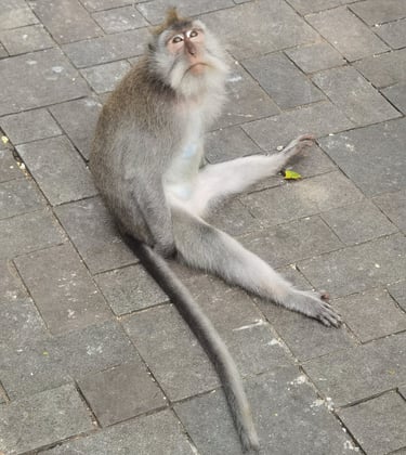 forêt des singes Ubud Bali