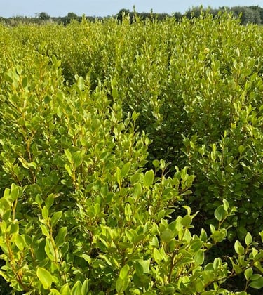 Vente Pepidirect Pépinière nord Finistère