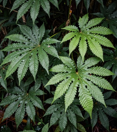 Lush restored ecosystems in a South American / Colombian region, showing vibrant and healthy flora with bright muted emerald leaves. Hopeful and forward-thinking mood.