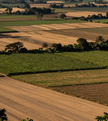 A flourishing agricultural landscape transitioning to legal, sustainable economies in a South American / Colombian region. Warm sand light bathes the fields, suggesting resilience and peace.