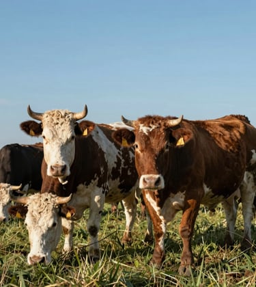 High-quality beef cattle grazing in a sustainable and technologically advanced South American pasture, clear blue sky, professional livestock photography.