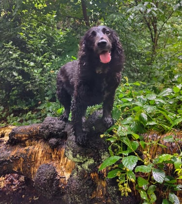 a dog standing on a tree stump in the woods
