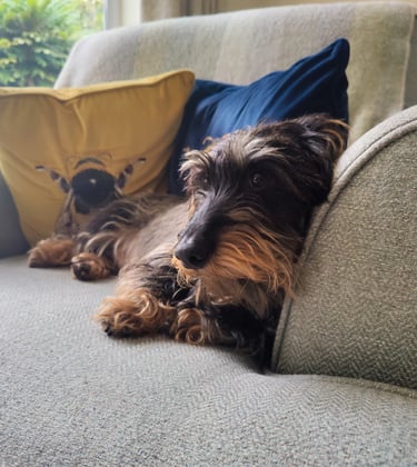 a dog is laying on a couch with a pillow