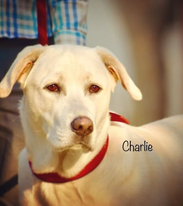 Dog Boarding, Dog Boarding near me, Pet Boarding, Pet Boarding near me, Dog Care, Happy Pettings