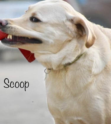 Dog Boarding, Dog Boarding near me, Pet Boarding, Pet Boarding near me, Dog Care, Happy Pettings