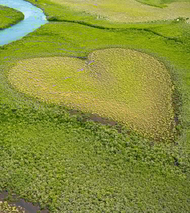 Un coeur vu du ciel et formé par la végétation