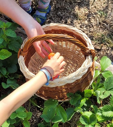 Panier en osier pour la cueillette - Atelier Saule Sister