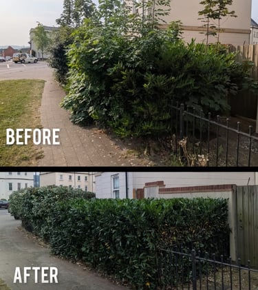 Hedge pruning services in Gloucestershire by Hamilton Tres and Gardeons tree surgeons