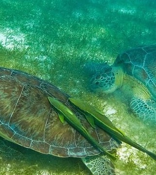 Tour Tortugas Cenote desde Cancun