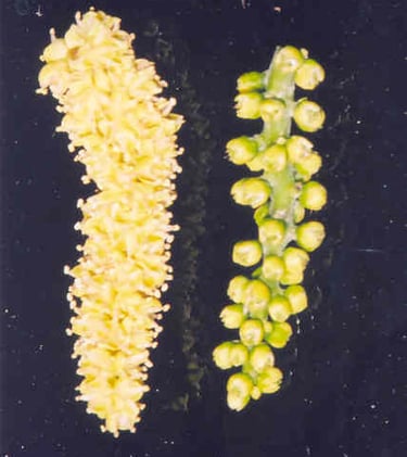 male vs female seed pods