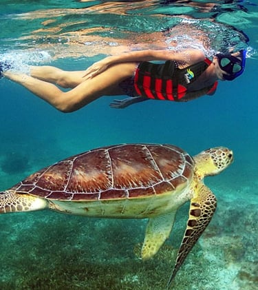 Tour Snorkel Tortugas desde Cancun