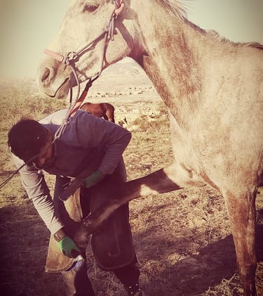Horse Shoe Changing