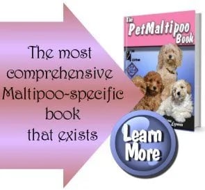 maltipoo book