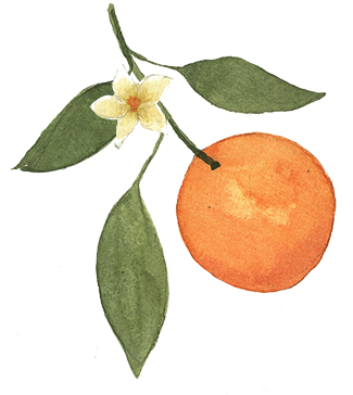 orange with green leaves and orange blossom