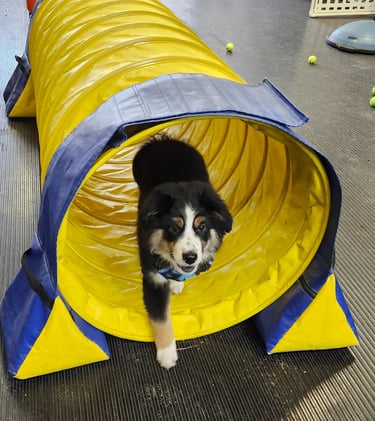 image of a puppy going through a tunnel 