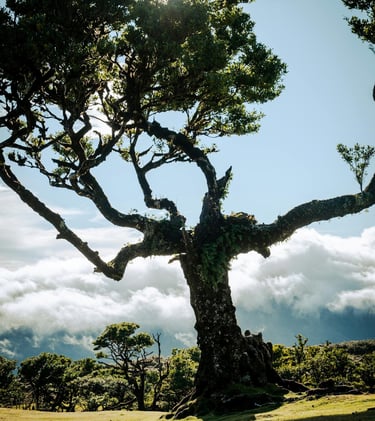 Laurisilva forest in Madeira on a sunny day above clouds