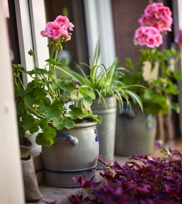 geranium jardin gite alsace