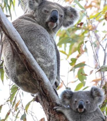 A koala and young joey looking down from a tree top