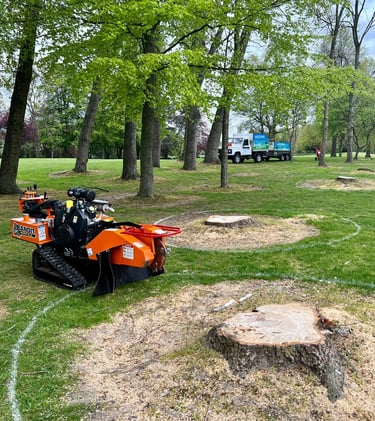 weedons stump removal