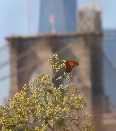 Rencontre papillon avec son environnement